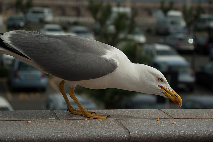 Seagull, Sea bird, näbb, fjädrar