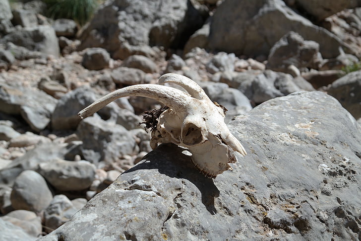 akmenys, kaukolė, skeletas, mirusiųjų, mirties, kaukolės kaulų, keista