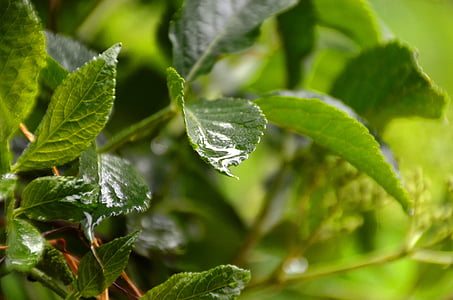leaf, water, drip, wet, close, drop of water
