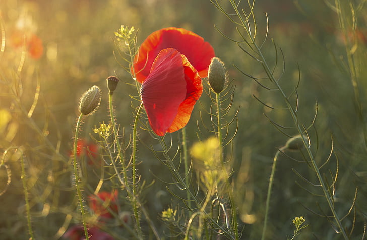 poppies, summer, flower, poppy, nature, red, plant