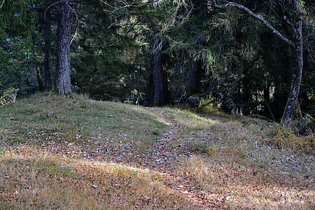 Waldweg, Wald, Blätter, Natur