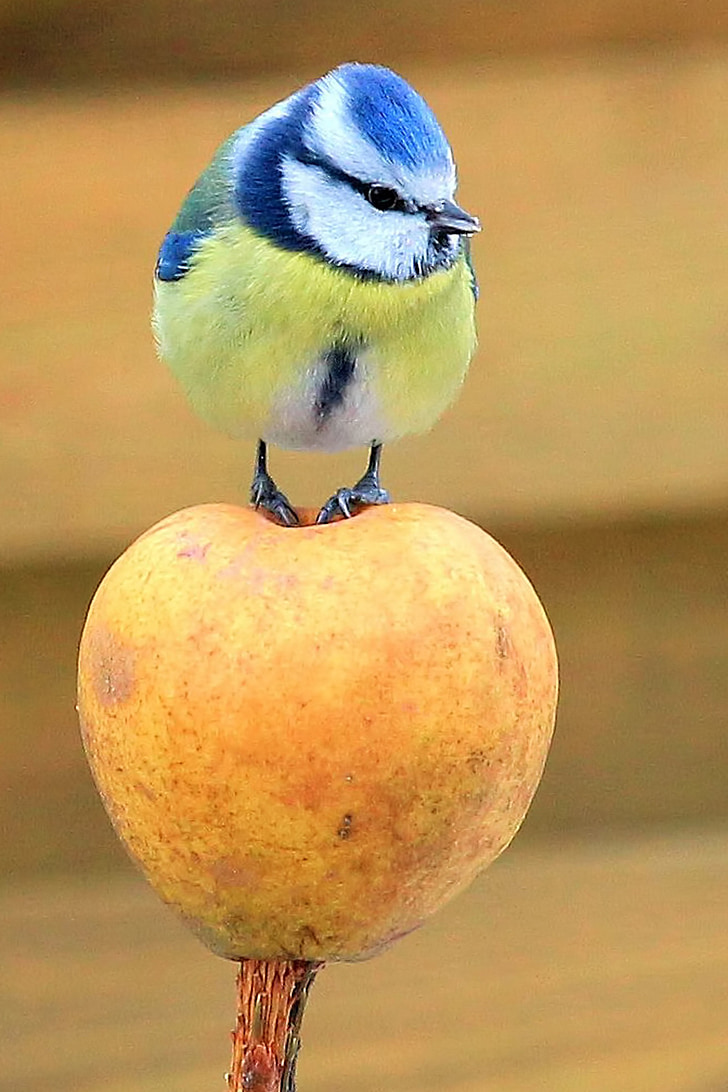 tit, blue tit, apple, standing, songbird, wildlife photography, small bird