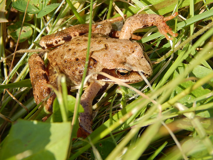 the frog, animal, nature