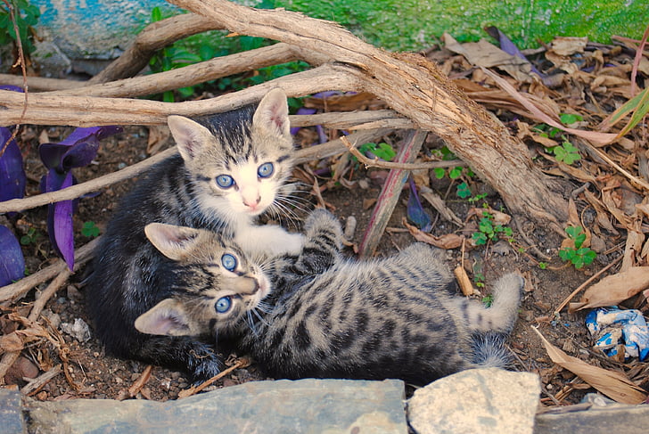 kittens, feral, wild, animals, mammals, baby animals, outdoor