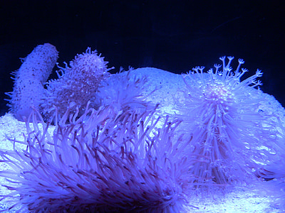 Sea anemone, akvaariumi, Sumida aquarium, Tokyo solamachi, Tokyo, veepaak