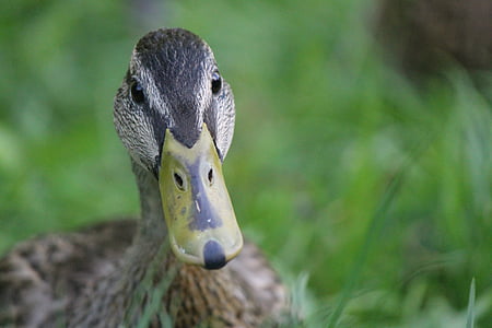 duck, brown, green, nature, bird, wildlife, waterfowl