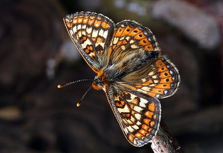Motyl, makro, owad, Natura, Lepidoptera, Motyl - owad, jedno zwierzę
