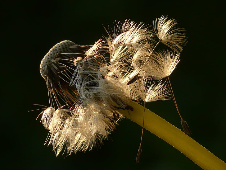 dandelion, seeds, flower, meadow, spring, stalk, close
