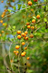 ягоды, оранжевый, фрукты, завод, Индийская