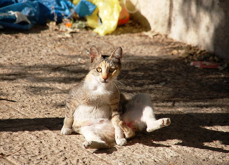 sidder, en normal kat, kat, Tomcat, huskat, hjemløse, Fur