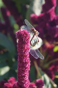 libélulas, reproducción, insectos, insectos de vuelo, Maridaje, multiplicación, propagación de