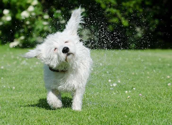 hond schudt zelf, grappig, druppel water, kleine witte mongrel, hybride, kleine hond, knuffig