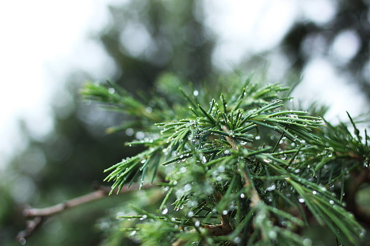 pine, needles, droplets, water, tree, nature, drop