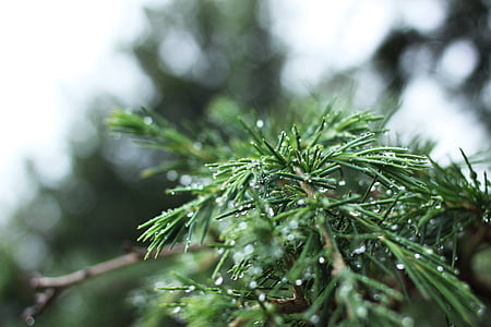 Pine, nålar, droppar, vatten, träd, naturen, släpp