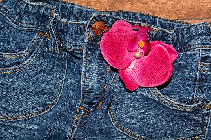 jeans, pants, clothing, blue jeans, close, orchid flower