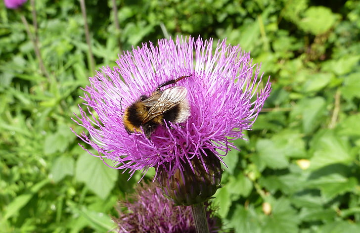 bumblebee, Hoa, côn trùng