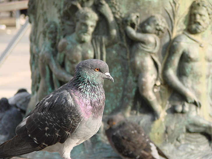 dove, pigeons, wing, standing, animal, bird pigeon, bird