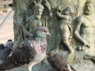 Colombe, pigeons, aile, debout, animal, pigeon de l’oiseau, oiseau