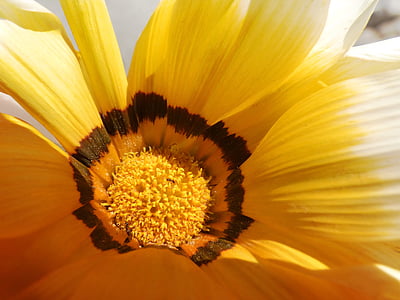bunga, warna oranye, kelopak bunga, detail, serbuk sari, kelopak, kuning