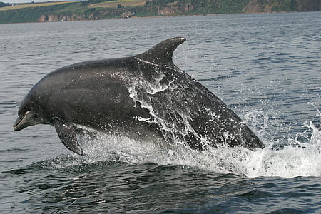 bottlenose dolphin, dolphin, swimming, leap, ocean, water, marine
