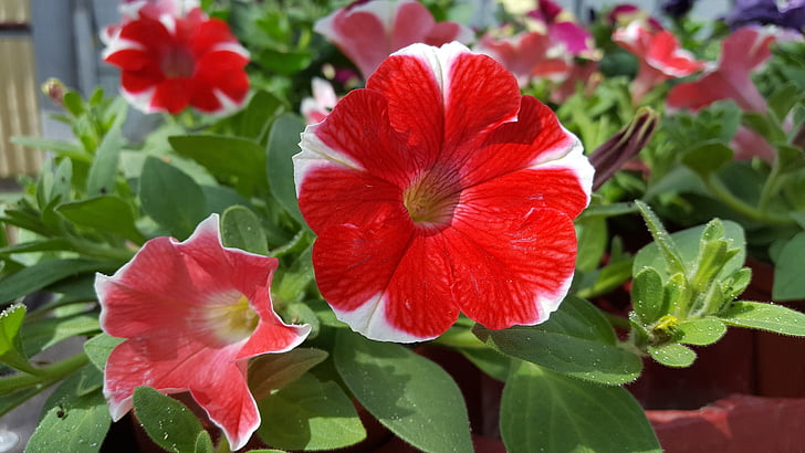 Petunia, flor, verano, planta ornamental, plantas de balcón, planta, naturaleza