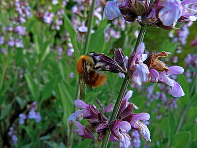 rovar, makró, levendula, méh, takarmánynövények, természet, virágok