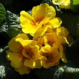 primrose, yellow, flower, spring, season, nature, plant
