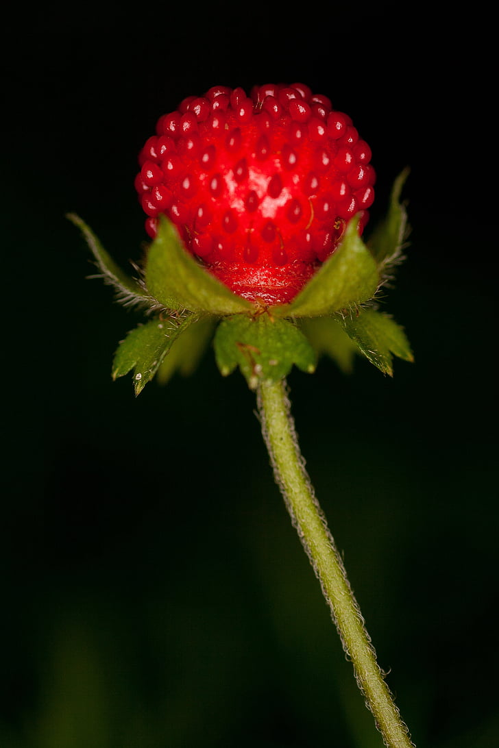 wood strawberry, close, forest fruit, forest, macro, fruit