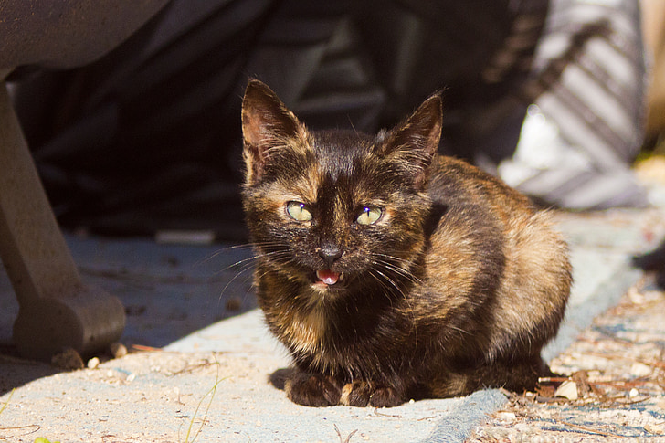 猫, 動物, 小さな, ネコ科の動物, ペット, 国内の猫, ペット