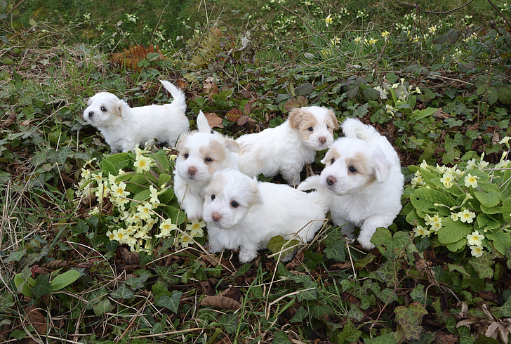 con chó, chó con, trắng, động vật, Petit, lông trắng, động vật