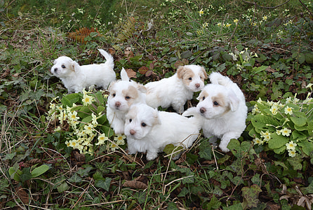 gossos, cadells, blanc, animal, petit, pelatge, animals