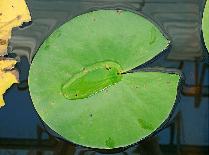 water, lily, leaf, surface, tension, floating, float