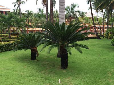 Caraibe, vacanta, palmieri, palmier, copac, natura, în aer liber