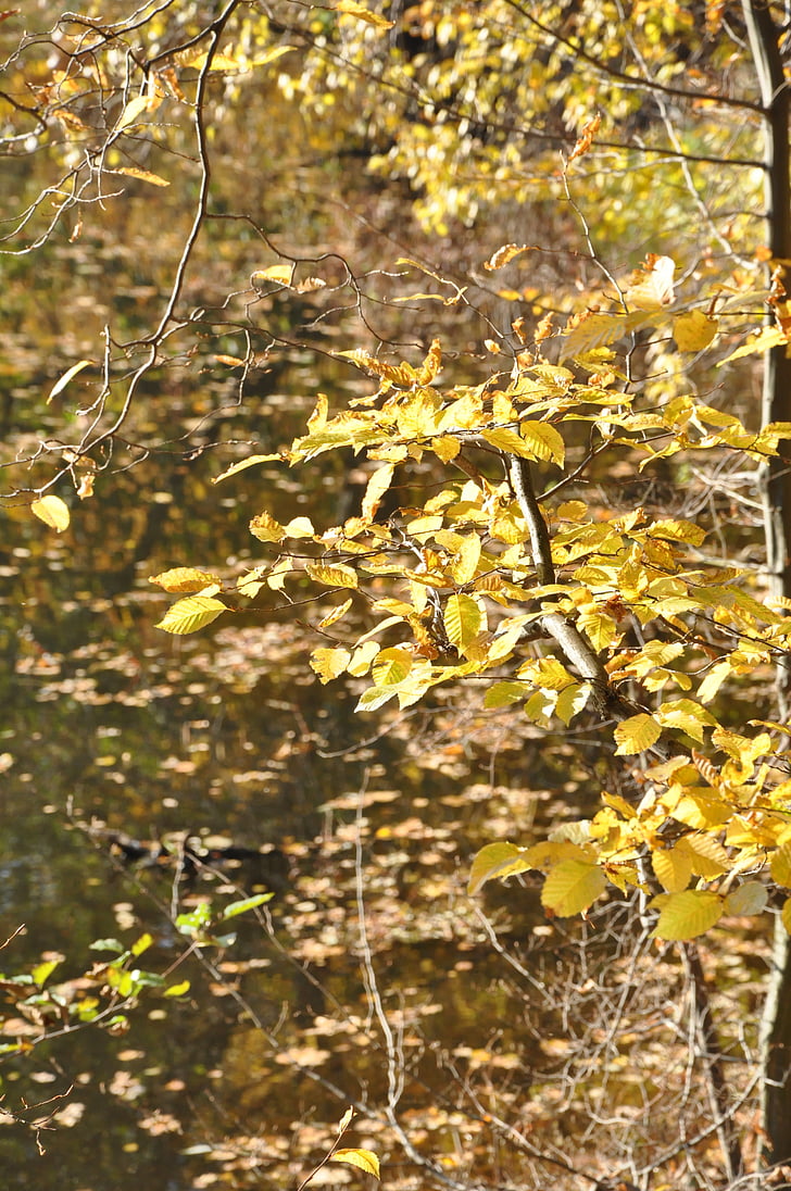 jesień, liści, lasu, oddziały, Natura, liście jesienią, Żółte liście