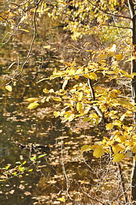 herfst, loof, bos, takken, natuur, herfst bladeren, gele bladeren