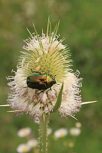 beetle, bug, cutleaf, dipsacus, green, june, laciniatus