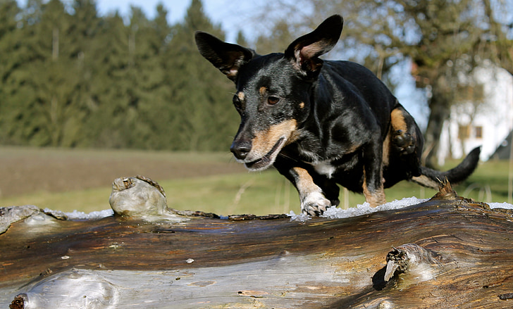 dachshund, jump, log, fun, tree, nature, wood