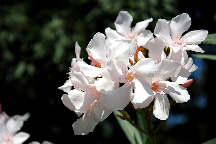 természet, növény, Oleander, fehér, virág, szirmok, szirom
