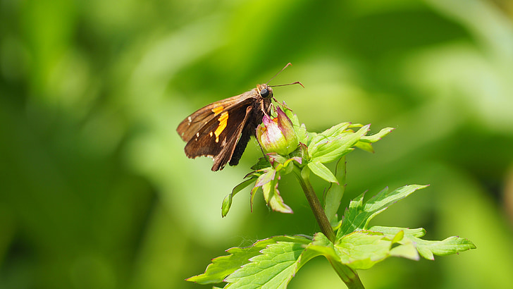 butterfly, plant, animal, nature, colorful, insect, macro