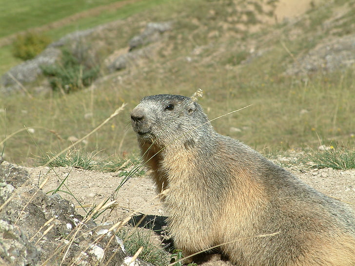 mountain, marmot, wildlife, animals, alps