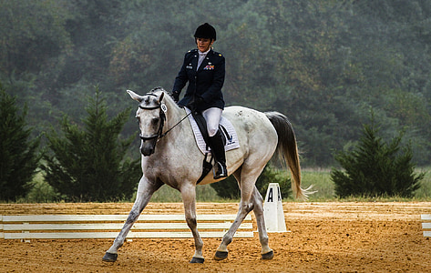cheval, Rider, dressage, concours, équitation aux Jeux, cheval, Circ.