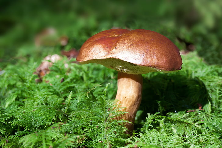 close-up, moss, mushroom, plants, toadstool