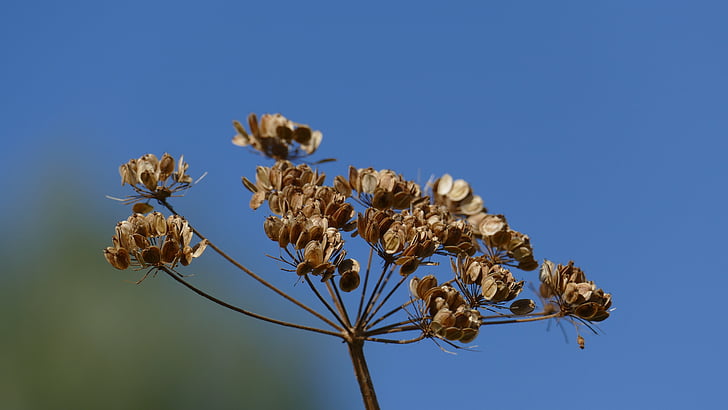 trockenblume, fim do verão, céu, umbel seco, Flora, planta, natureza