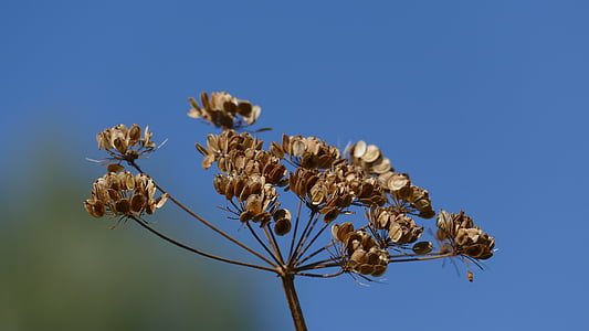 trockenblume, 夏の終わり, 空, 散形花序乾燥, フローラ, 工場, 自然