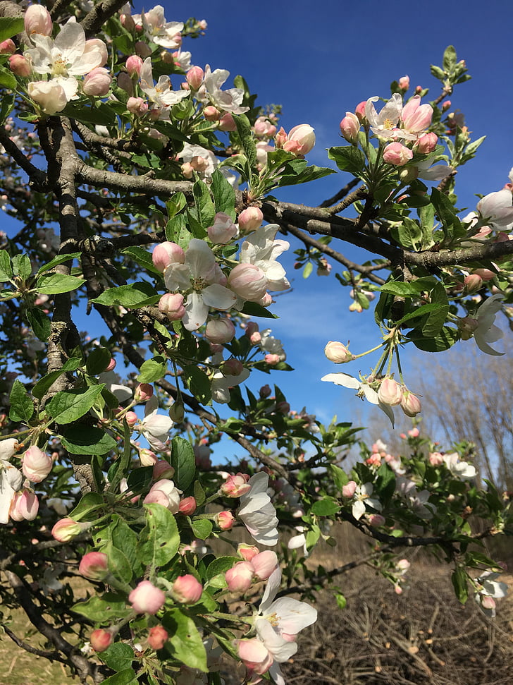 Apple Hoa, cây táo, mùa xuân, nở hoa, Blossom, Apple, cây