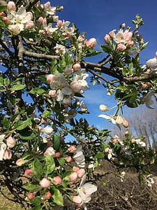 apple blossoms, apple trees, spring, blooming, blossom, apple, tree