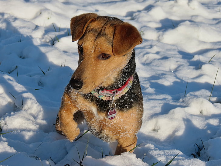 perro, nieve, pata, invierno, perro de nieve, animal, actitud expectante