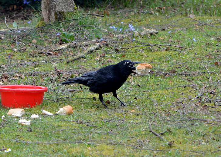 Cuervo, pájaro, Raven ave, Cuervo, animal, comer, pan