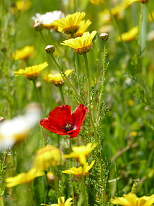 printemps, Mallorca, plante, fleurs, rouge, jaune, coquelicot