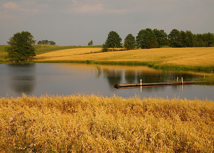nature, landscape, pond, lake, corn, yellow, summer